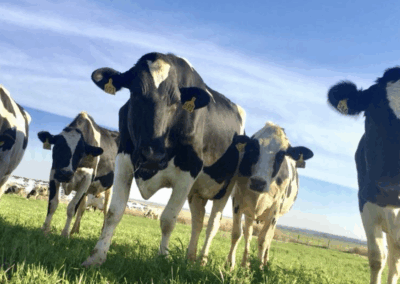 Cows at Wolf's Legendairy